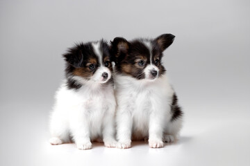Beautiful little puppies of papillon breed in the studio