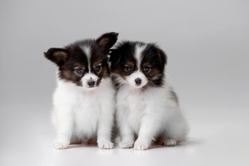 Fototapeta premium Small dogs of breed Papillon on the background