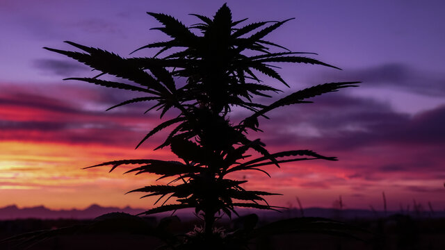 Female Cannabis plant in front of a dramatic pink and purple sunset