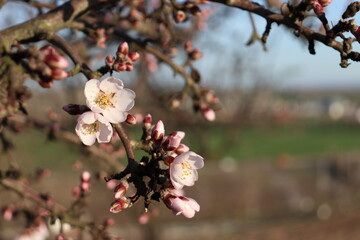 Flor del almendro