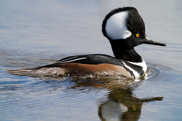 Hooded Merganser