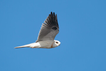 White-tailed Kite