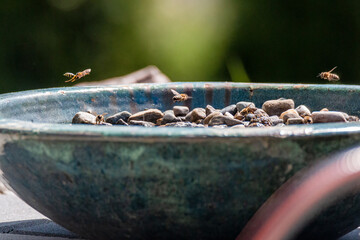 Bienen an der Insektentränke