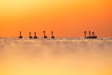 Silhouette of Greater Flamingos and dramatic hue during sunrise at Asker coast of Bahrain