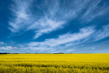 Obraz premium A blooming yellow rapeseed field under a dramatic sky in Rocky View County Alberta Canada.