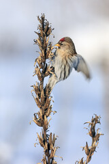Common Redpoll