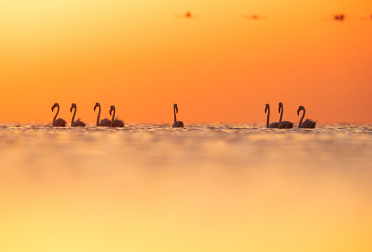 Silhouette of Greater Flamingos wading during sunrise at Asker coast of Bahrain © Dr Ajay Kumar Singh