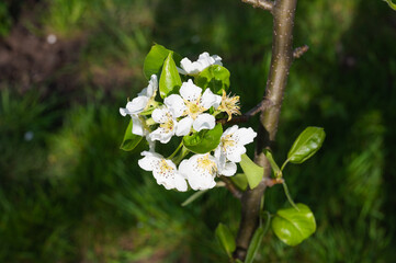 blooming of young pear flowers