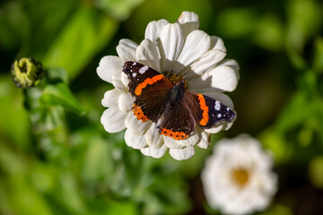 Red admiral butterfly sitting on white flower macro photography. Vanessa atalanta butterfly...