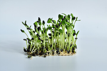 Sunflowers seeds and microgreen, packs of linen mats on white background. natural base for growing plants.Vitamins on windowsill. Vegan and healthy superfood .Spring avitaminosis
