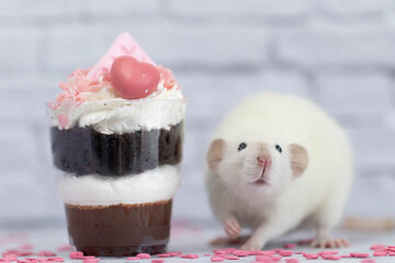 White cute decorative rat sits next to sweet dessert. A piece of birthday chocolate cake decorated with a pink heart and chocolate bar. Hearts are scattered on the floor. White brick wall in the back