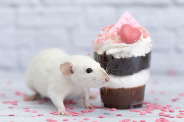 White cute decorative rat sits next to sweet dessert. A piece of birthday chocolate cake decorated with a pink heart and chocolate bar. Hearts are scattered on the floor. White brick wall in the back