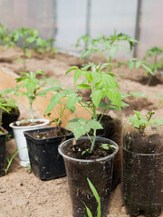 Seedlings of young bushes of raspberries in pots
