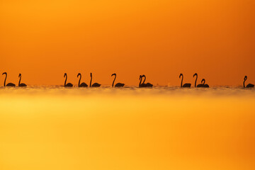 Fototapeta na wymiar Silhouette of Greater Flamingos and dramtic hue at Asker coast of Bahrain