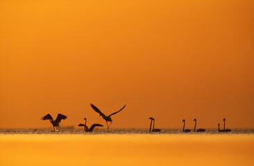 Silhouette of Greater Flamingos takeoff at Asker coast during sunrise, Bahrain