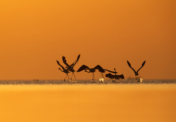 Greater Flamingos takeoff at Asker coast during sunrise, Bahrain