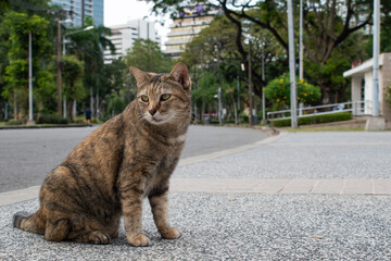 Photo of brown adult cat. In the park.