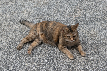 Photo of brown adult cat. In the park.