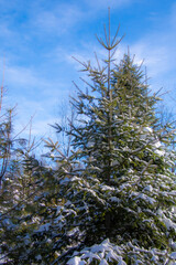 Snow hanging on a branch, Winter landsacape on the forest Winter landsacape on the forest