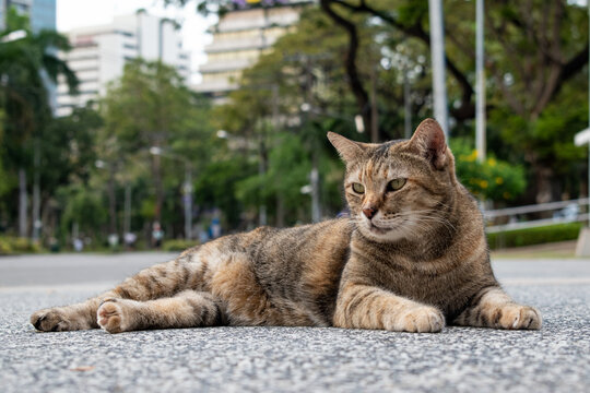 Photo of brown adult cat. In the park.