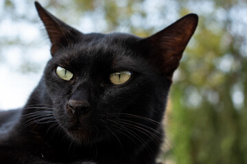 Bombay black cat in profile sits outdoor in nature