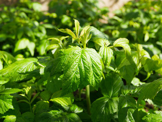 young raspberry bushes, in the sun