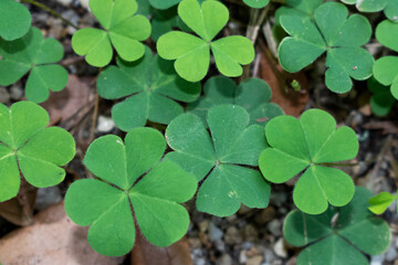 four clover background