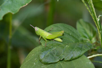 green grasshopper on a leaf