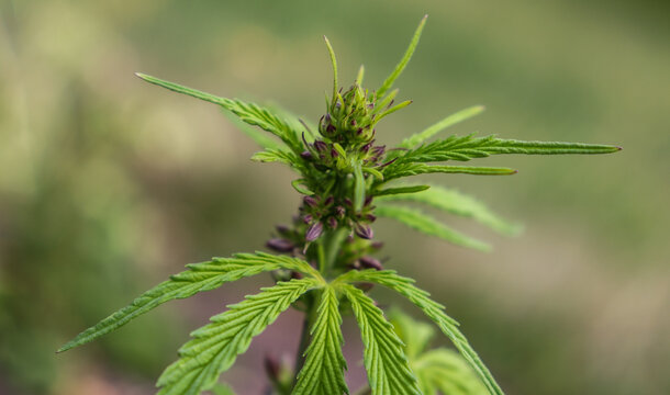 A male cannabis plant with pollen sacs
