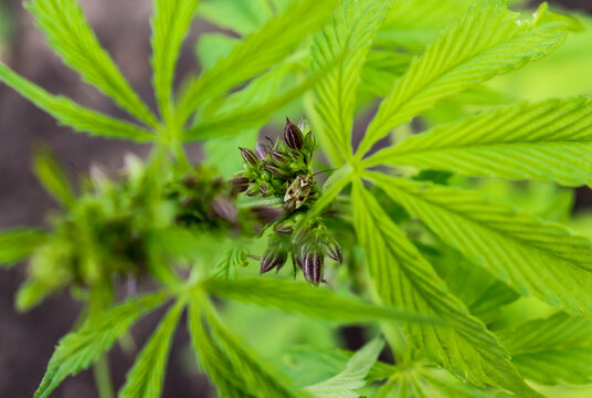 a male cannabis plant with a beetle on its pollen sacs