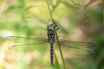 Southern hawker dragonfly sitting on a branch macro photo. Blue hawker dragonfly holding on to a...