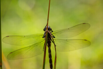 Southern hawker dragonfly sitting on a branch macro photo. Blue hawker dragonfly holding on to a...