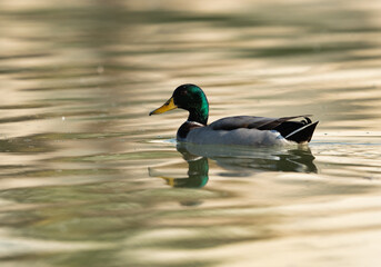 A Mallard duck swimming at Tubli bay, Bahrain