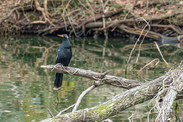 Black Anhinga bird perched on dead tree branch over lake