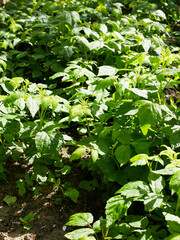 young raspberry bushes, in the sun
