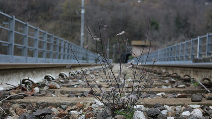 Overgrown plant on railway tracks