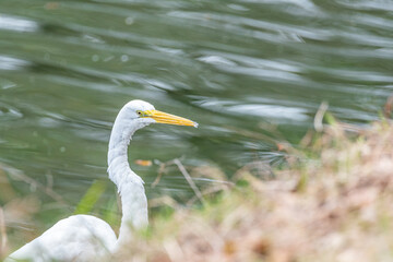 White egret perched on shore above lake