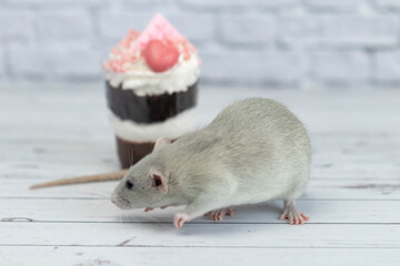 Grey cute decorative rat sits next to sweet dessert. A piece of birthday chocolate cake decorated with a pink heart and chocolate bar. Hearts are scattered on the floor. White brick wall in the back