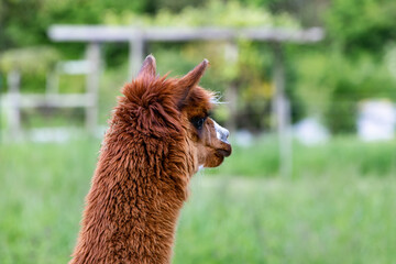red brown beautiful alpaca head with long neck, photographed from behind sideways, the animal is...