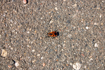 Small black and red beetle on the asphalt. Close-up. Insect