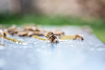 Bees in apiary. Funny bees climb over each other. Beekeeping. Bees in nature.