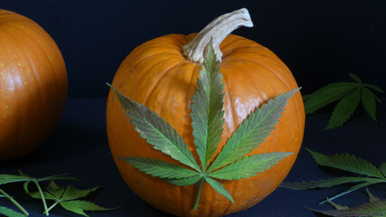 pumpkin with a cannabis leaf on a black background