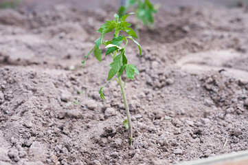 young tomato bushes in the sun