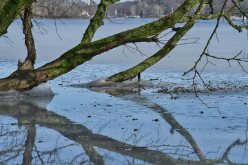 Tauwetter an Havel. Baum im Wasser.
