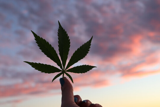 A Hand holding a single cannabis leaf in front of a pink and purple sunset