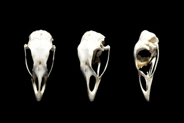 Bird skulls in different angles. Seabird. Isolated on black.
