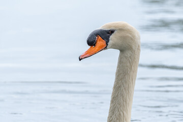 Obraz premium Closeup of face and orange beak of mute swan bird in pond