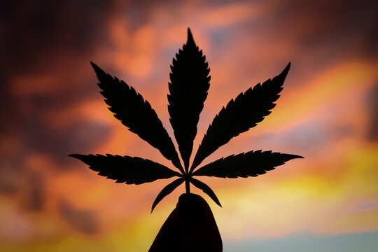 Silhouette of a Cannabis Leaf held in front of an orange sunset