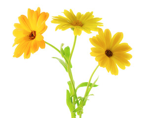 Calendula flowers close up isolated