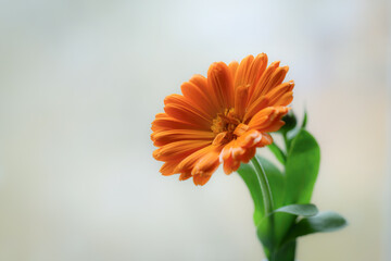 Flower of calendula close up
